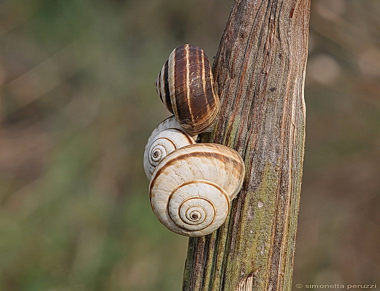 Carellata di Gasteropoda